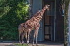 0242-all-weather zoo munster-giraffe