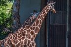 0243-all-weather zoo munster-giraffe
