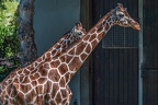 0244-all-weather zoo munster-giraffe