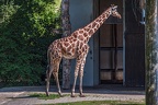 0245-all-weather zoo munster-giraffe