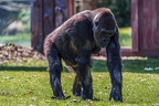 0260-all-weather zoo munster-western flatland gorilla