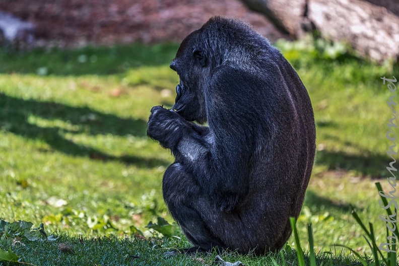 0272-all-weather zoo munster-western flatland gorilla