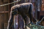 0275-all-weather zoo munster-western flatland gorilla
