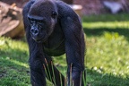 0284-all-weather zoo munster-western flatland gorilla