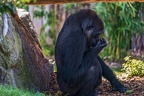 0291-all-weather zoo munster-western flatland gorilla