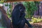 0294-all-weather zoo munster-western flatland gorilla