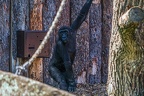 0304-all-weather zoo munster-western flatland gorilla