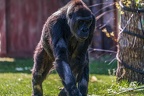 0320-all-weather zoo munster-western flatland gorilla