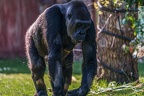 0322-all-weather zoo munster-western flatland gorilla