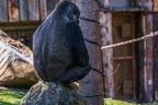 0325-all-weather zoo munster-western flatland gorilla