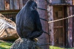 0326-all-weather zoo munster-western flatland gorilla