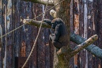 0327-all-weather zoo munster-western flatland gorilla