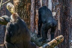 0331-all-weather zoo munster-western flatland gorilla