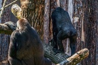 0332-all-weather zoo munster-western flatland gorilla