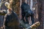 0333-all-weather zoo munster-western flatland gorilla