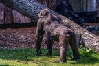 0334-all-weather zoo munster-western flatland gorilla