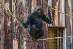 0337-all-weather zoo munster-western flatland gorilla