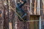 0339-all-weather zoo munster-western flatland gorilla