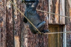 0340-all-weather zoo munster-western flatland gorilla