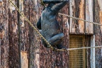0341-all-weather zoo munster-western flatland gorilla