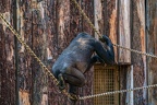 0343-all-weather zoo munster-western flatland gorilla