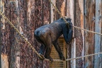 0347-all-weather zoo munster-western flatland gorilla