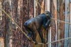 0348-all-weather zoo munster-western flatland gorilla
