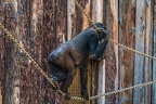 0349-all-weather zoo munster-western flatland gorilla