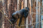 0350-all-weather zoo munster-western flatland gorilla