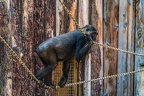 0353-all-weather zoo munster-western flatland gorilla