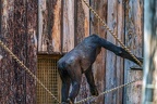 0359-all-weather zoo munster-western flatland gorilla