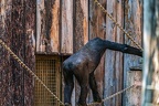 0360-all-weather zoo munster-western flatland gorilla