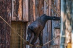 0362-all-weather zoo munster-western flatland gorilla
