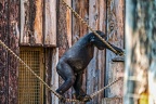 0366-all-weather zoo munster-western flatland gorilla