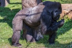 0369-all-weather zoo munster-western flatland gorilla