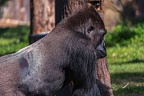 0371-all-weather zoo munster-western flatland gorilla