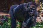 0372-all-weather zoo munster-western flatland gorilla