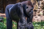 0373-all-weather zoo munster-western flatland gorilla