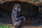 0375-all-weather zoo munster-western flatland gorilla