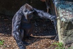 0379-all-weather zoo munster-western flatland gorilla