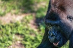 0388-all-weather zoo munster-western flatland gorilla