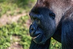 0389-all-weather zoo munster-western flatland gorilla