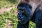 0390-all-weather zoo munster-western flatland gorilla