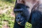0391-all-weather zoo munster-western flatland gorilla