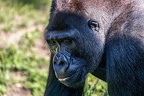 0392-all-weather zoo munster-western flatland gorilla