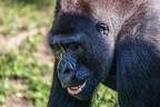 0393-all-weather zoo munster-western flatland gorilla