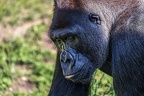 0394-all-weather zoo munster-western flatland gorilla