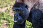 0395-all-weather zoo munster-western flatland gorilla