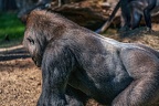 0397-all-weather zoo munster-western flatland gorilla