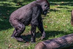 0400-all-weather zoo munster-western flatland gorilla